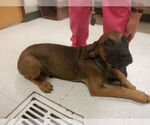 Small Boxer-Mastiff Mix