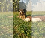 Small Photo #10 Aussiedoodle Miniature -Poodle (Miniature) Mix Puppy For Sale in OTTAWA, OH, USA