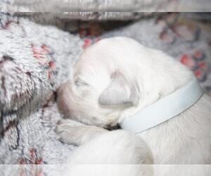 Medium English Cream Golden Retriever