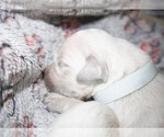 Puppy 12 English Cream Golden Retriever