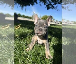 Medium French Bulldog