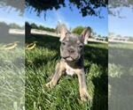 Puppy Blue French Bulldog