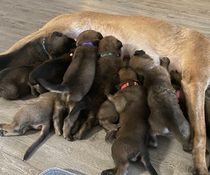 Belgian Malinois Puppy for sale in NORTH LAS VEGAS, NV, USA