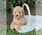 Small #1 Cockapoo (Miniature)