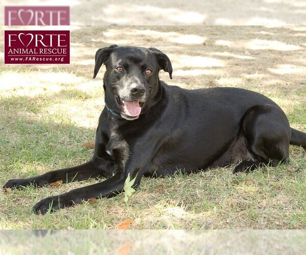 Medium Photo #4 Labrador Retriever-Unknown Mix Puppy For Sale in Marina del Rey, CA, USA