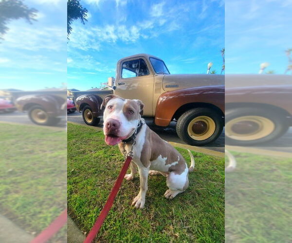 Medium Photo #3 American Bulldog-American Staffordshire Terrier Mix Puppy For Sale in San Diego, CA, USA