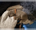 Small #7 Doberman Pinscher