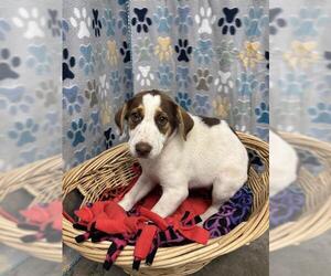 Borador Dogs for adoption in Rosenberg, TX, USA