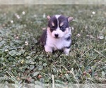 Puppy Boy 2 Pembroke Welsh Corgi