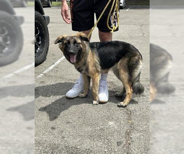 Medium Photo #1 German Shepherd Dog Puppy For Sale in Stockton, CA, USA