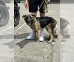 Small German Shepherd Dog