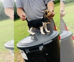 Small Photo #4 Beagle Puppy For Sale in hazlehurst, GA, USA