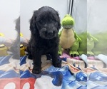Small Photo #4 Goldendoodle Puppy For Sale in NORTH SMITHFIELD, RI, USA