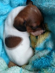 Dachshund Puppy for sale in MARYSVILLE, WA, USA
