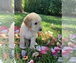 Small Photo #17 Labradoodle Puppy For Sale in DURHAM, CA, USA