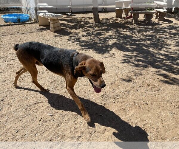 Medium Photo #6 Coonhound-Treeing Walker Coonhound Mix Puppy For Sale in Apple Valley, CA, USA
