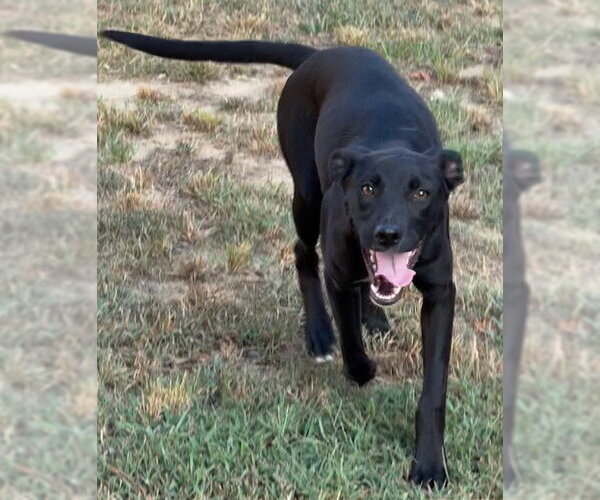 Medium Photo #2 Mutt Puppy For Sale in Tarrytown, GA, USA