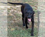 Small #1 Mutt