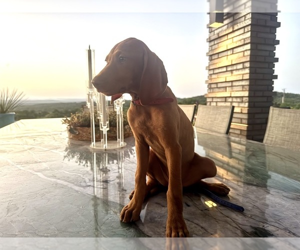 Medium Photo #1 Vizsla Puppy For Sale in FISCHER, TX, USA
