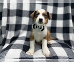 Small Photo #12 Texas Heeler Puppy For Sale in LAKELAND, FL, USA
