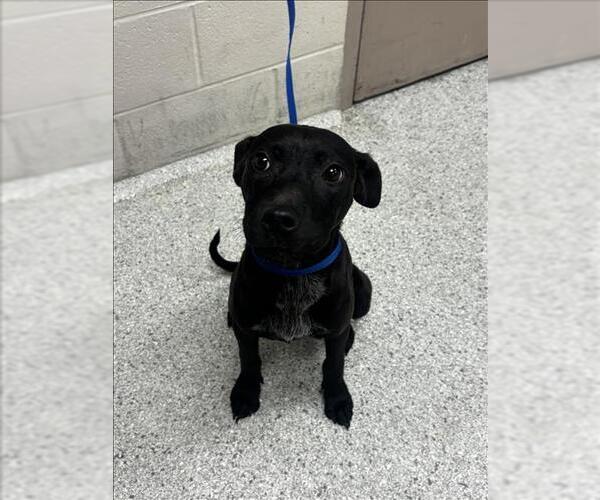 Medium Photo #1 Mutt Puppy For Sale in Conroe, TX, USA