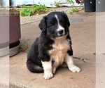 Puppy Spot Border Collie-Newfoundland Mix