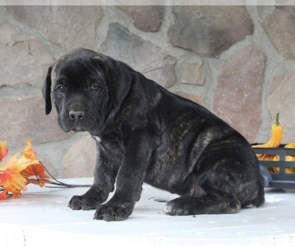 Medium Photo #2 Cane Corso Puppy For Sale in FREDERICKSBURG, OH, USA