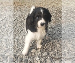Small Photo #10 Aussiedoodle Puppy For Sale in DOWELLTOWN, TN, USA