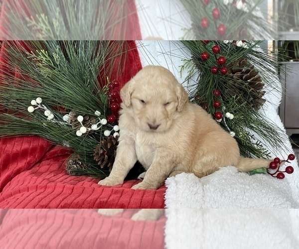 Medium Photo #1 Golden Mountain Doodle  Puppy For Sale in LA VALLE, WI, USA