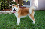 Small Photo #1 Akita Puppy For Sale in POMPANO BEACH, FL, USA