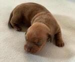 Puppy 3 Dachshund