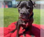 Small #21 American Pit Bull Terrier