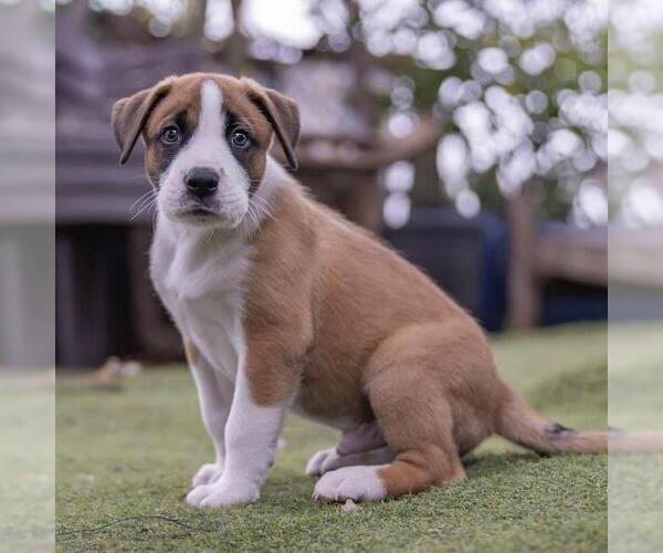 Medium Photo #5 Boxer-Unknown Mix Puppy For Sale in San Diego, CA, USA