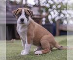 Small #4 Boxer Mix