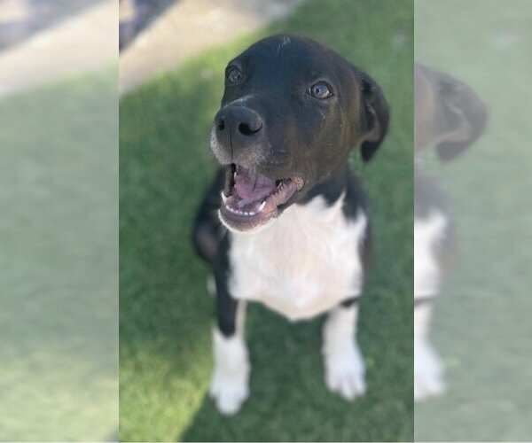 Medium Photo #3 Border Collie-Unknown Mix Puppy For Sale in Tracy City, TN, USA