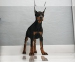 Small #15 Doberman Pinscher