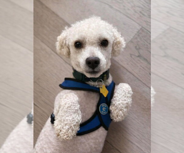 Medium Photo #7 Mutt Puppy For Sale in Salt Lake City, UT, USA