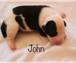 Small Photo #8 American Bulldog Puppy For Sale in MECHANICSVILLE, VA, USA