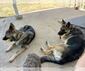 Teddy Bear - Male German Shepherd Dog Dog for Adoption - Photo #6