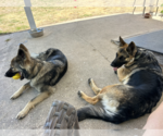 Small #5 German Shepherd Dog