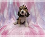 Small #4 Beagle