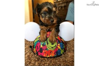 Yorkshire Terrier Puppy for sale in BOLINGBROOK, IL, USA
