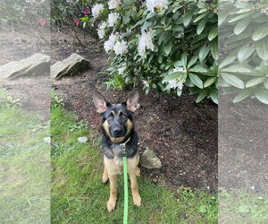 German Shepherd Dog Dogs for adoption in Seattle, WA, USA