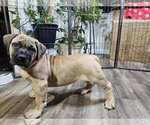 Puppy Purple Boerboel