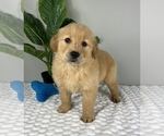 Small #3 Golden Retriever