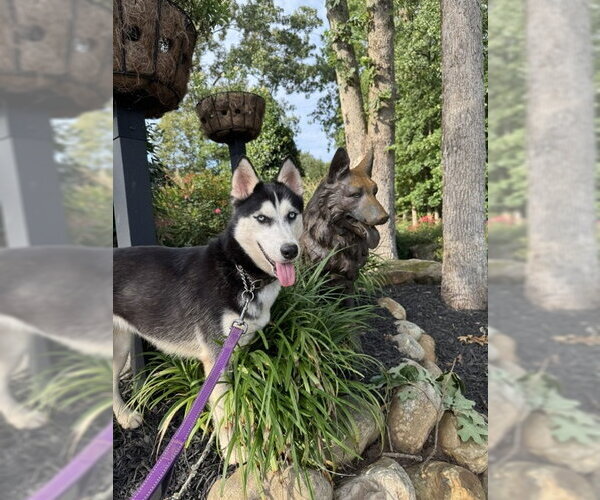 Medium Photo #7 Siberian Husky Puppy For Sale in Cumming, GA, USA