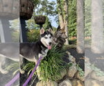 Small #6 Siberian Husky