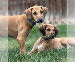 Small Photo #2 Greyhound-Saluki Mix Puppy For Sale in Laramie, WY, USA