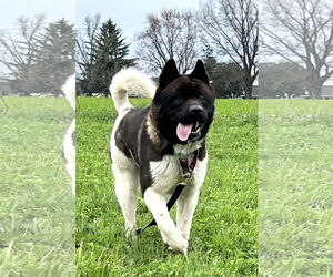 Akita Dogs for adoption in Pottstown, PA, USA