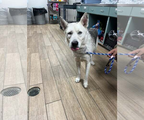 Medium Photo #1 Siberian Husky-Unknown Mix Puppy For Sale in Rowlett, TX, USA